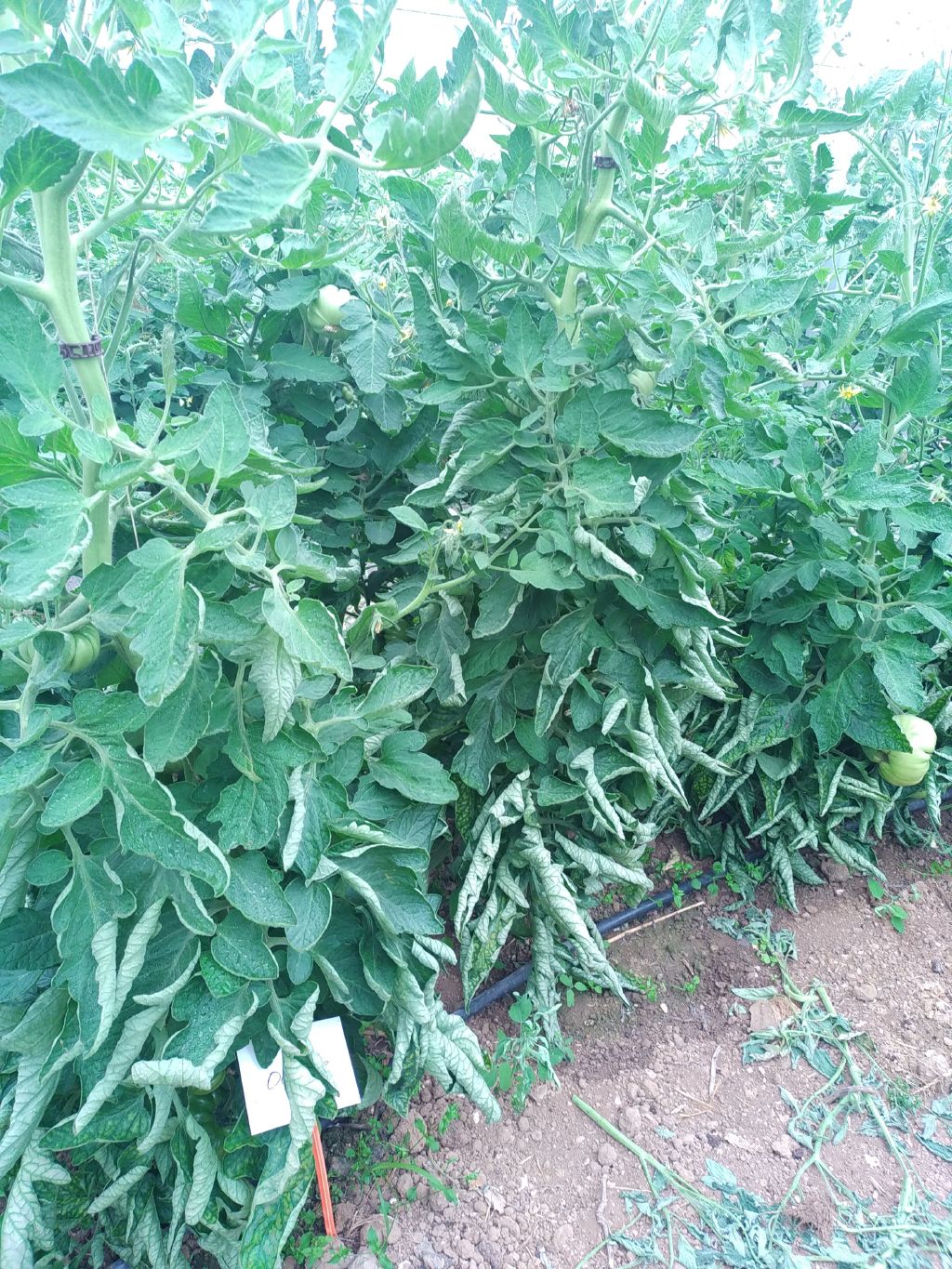 Triple Performance - jus de luzerne